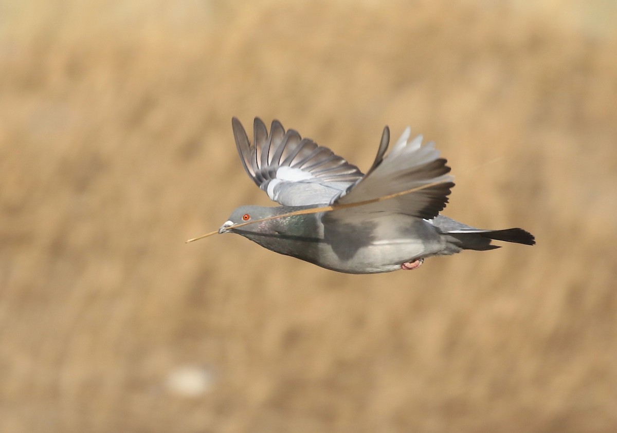 Rock Pigeon (Feral Pigeon) - ML616488031