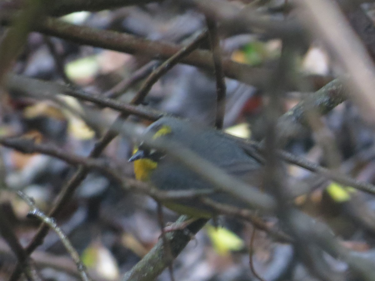 Fan-tailed Warbler - ML616488038