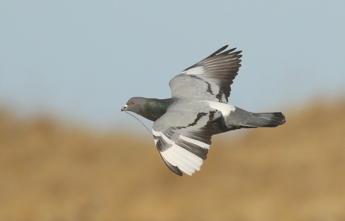 Rock Pigeon (Feral Pigeon) - ML616488055