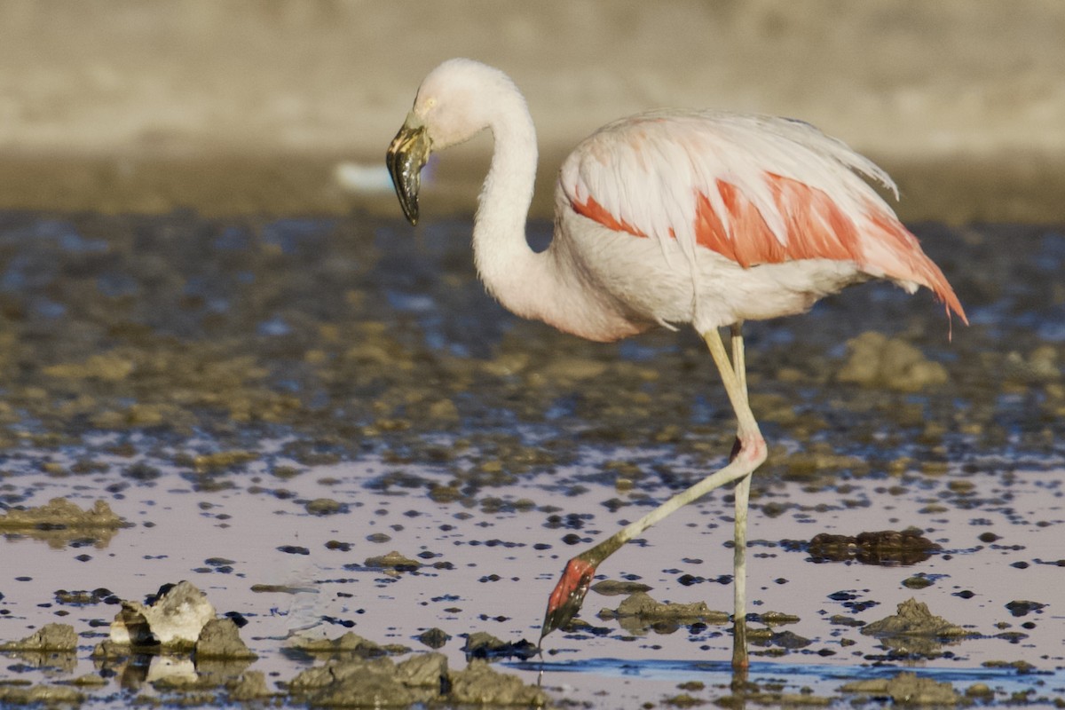 Chilean Flamingo - Debbie Metler