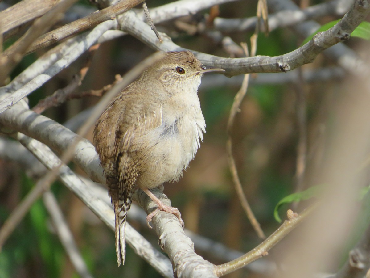 House Wren (Northern) - ML616488079