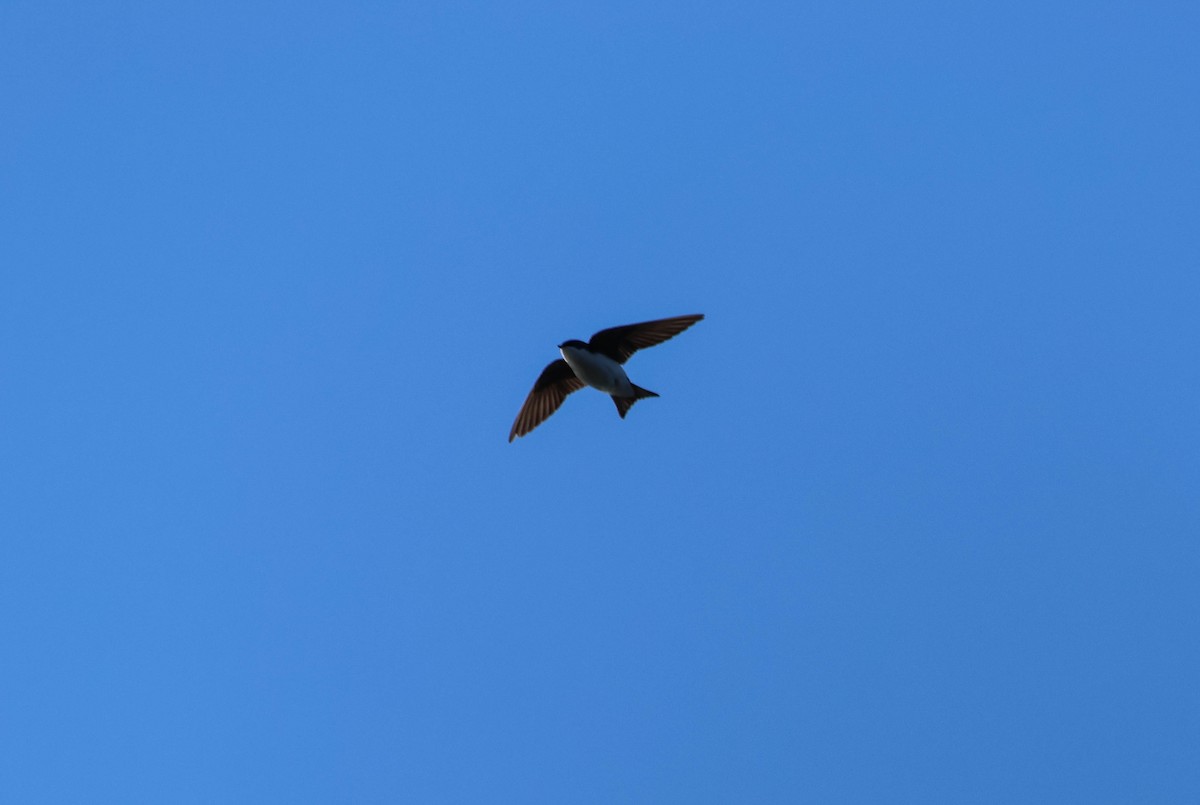 Tree Swallow - ML616488097