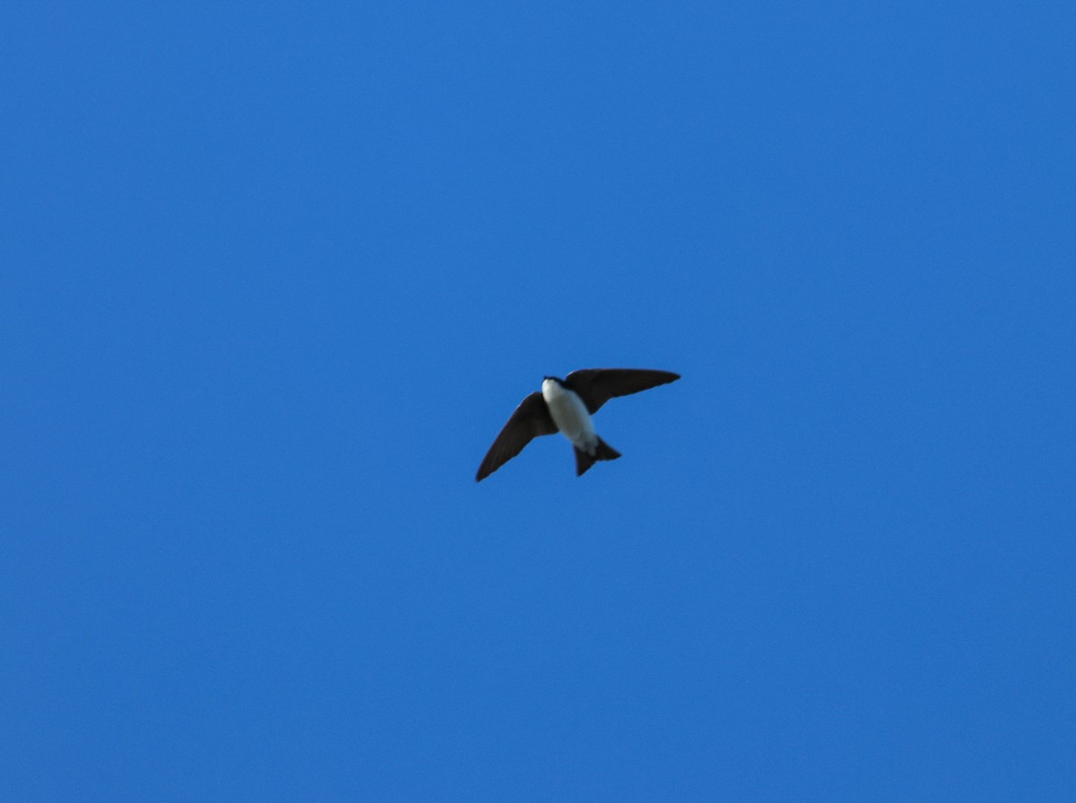 Tree Swallow - ML616488098