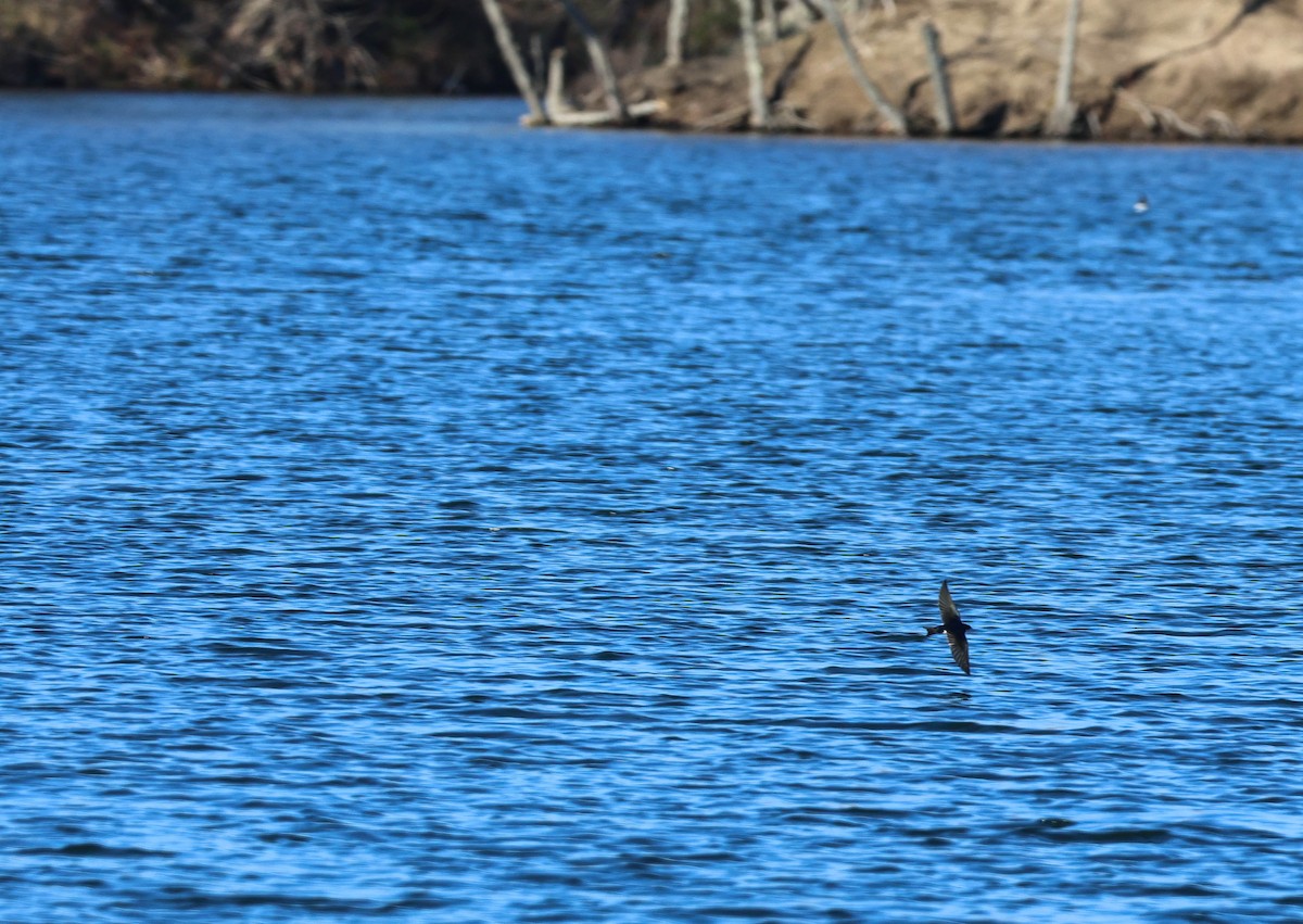 Tree Swallow - ML616488099