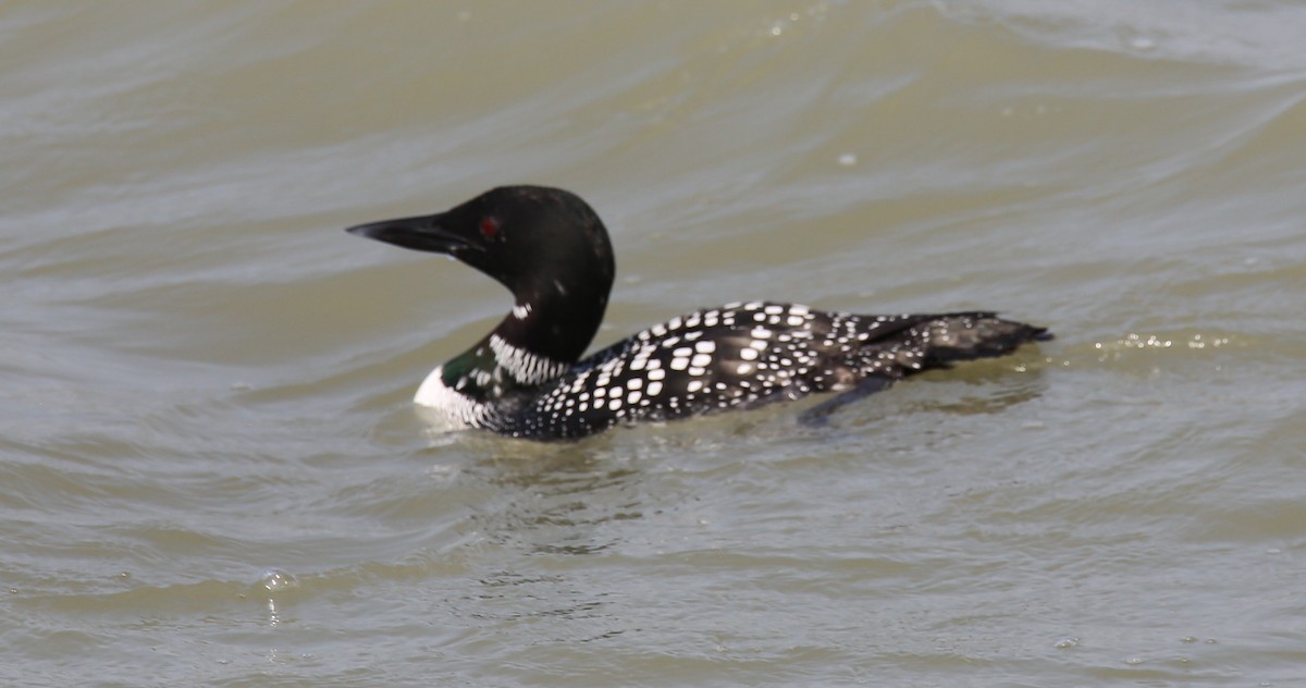 Common Loon - ML616488144