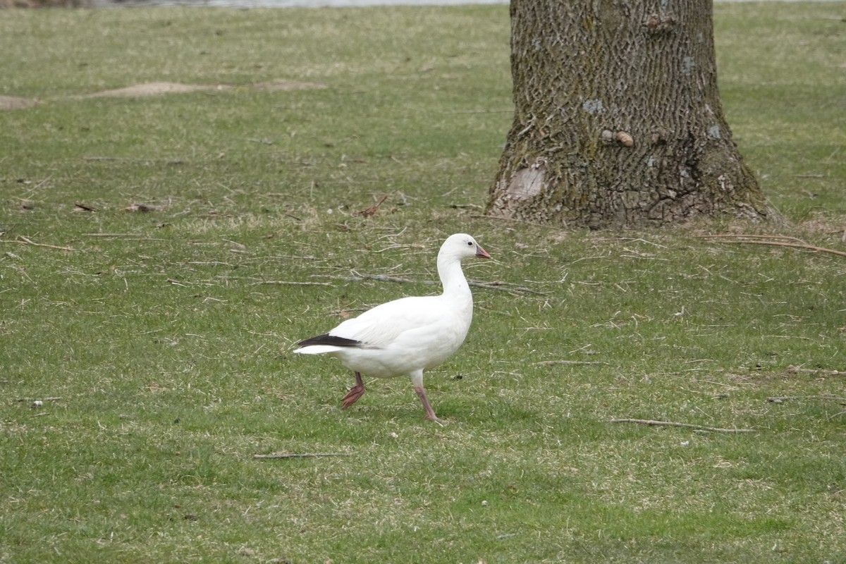 Ross's Goose - ML616488176