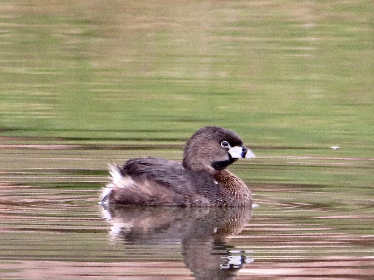 Grèbe à bec bigarré - ML616488218