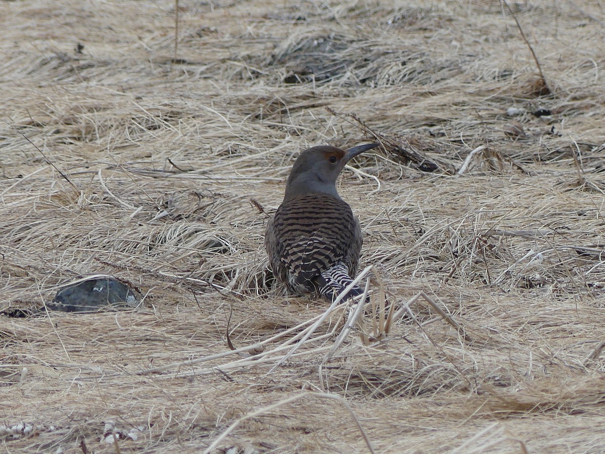 Northern Flicker (Red-shafted) - ML616488225