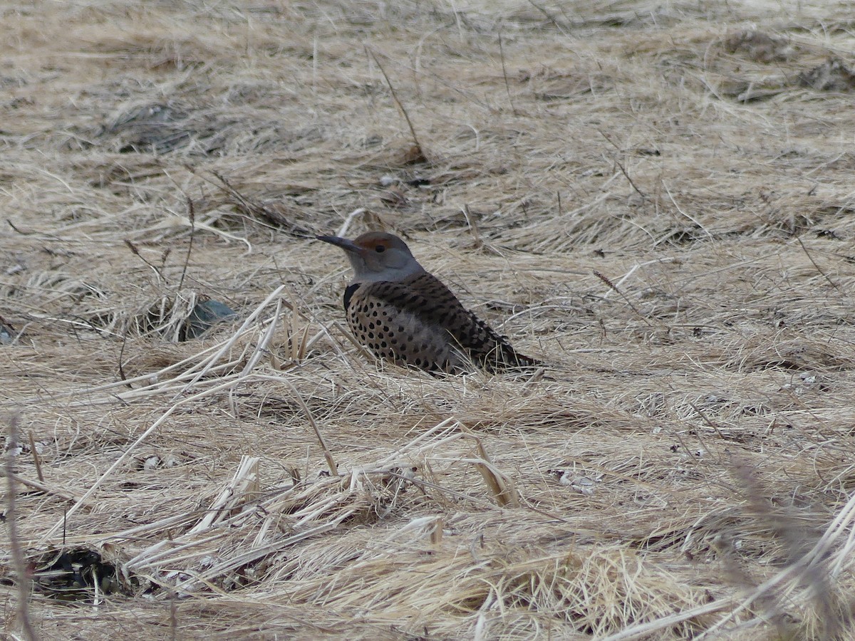Northern Flicker (Red-shafted) - ML616488226