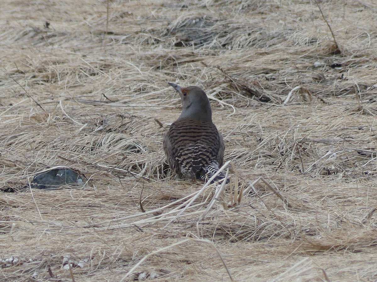 Northern Flicker (Red-shafted) - ML616488227