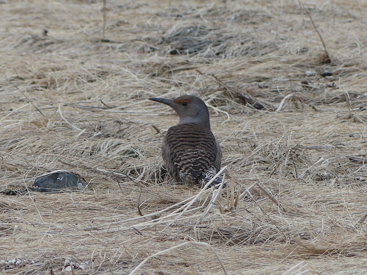 Northern Flicker (Red-shafted) - ML616488228