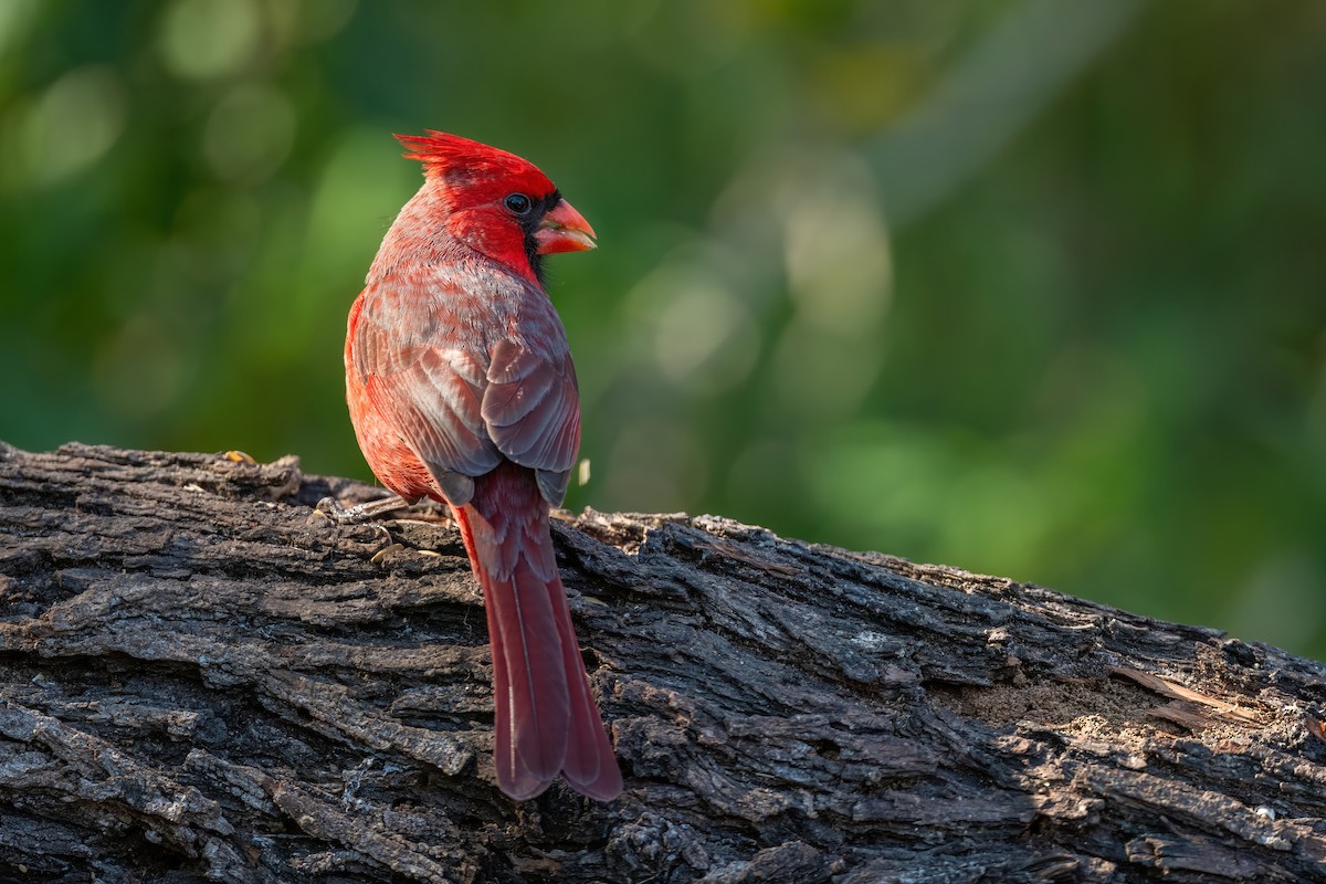 Northern Cardinal - ML616488241