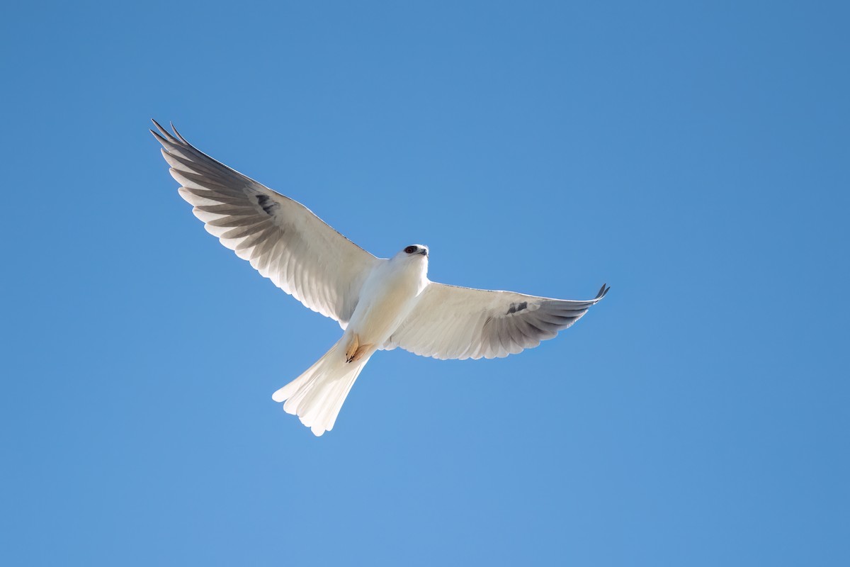 White-tailed Kite - ML616488254