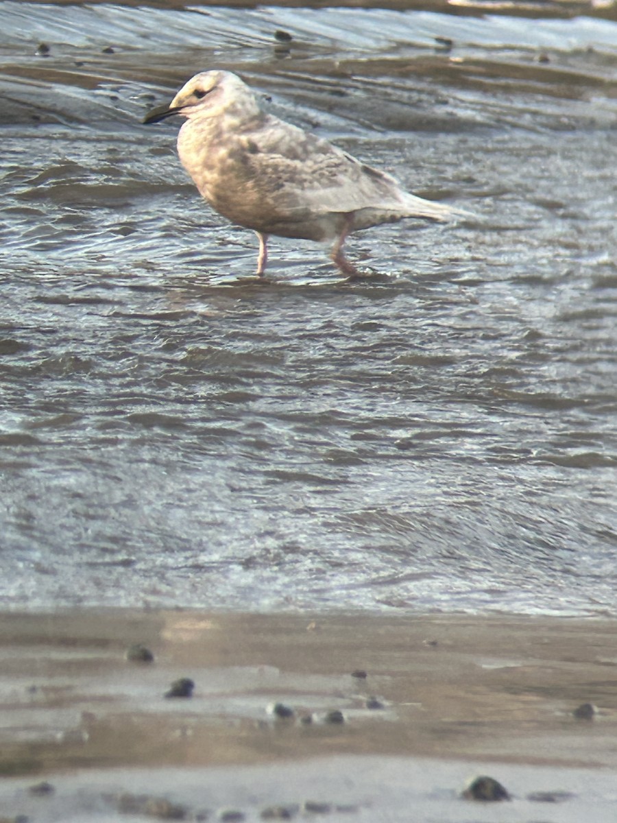 Glaucous-winged Gull - ML616488304