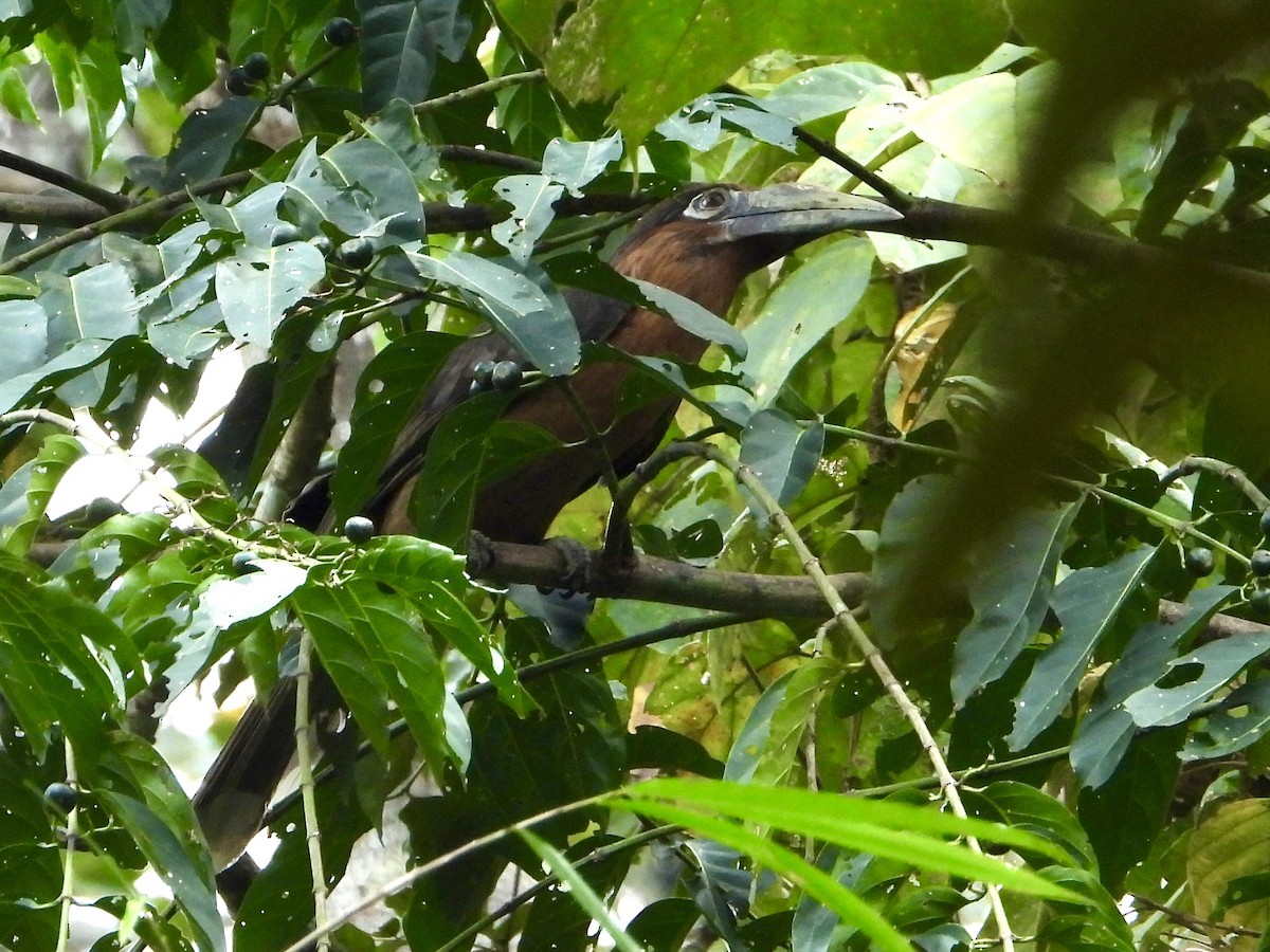 Rusty-cheeked Hornbill - ML616488366