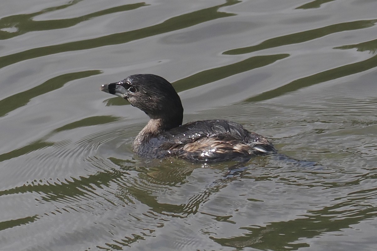 Pied-billed Grebe - ML616488375