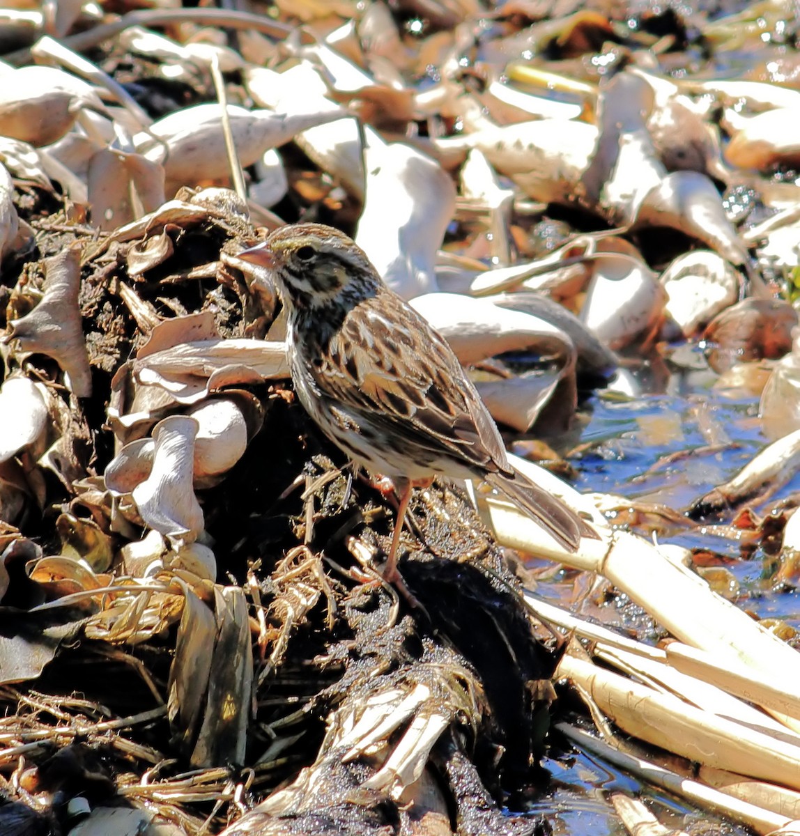 Savannah Sparrow - ML616488397