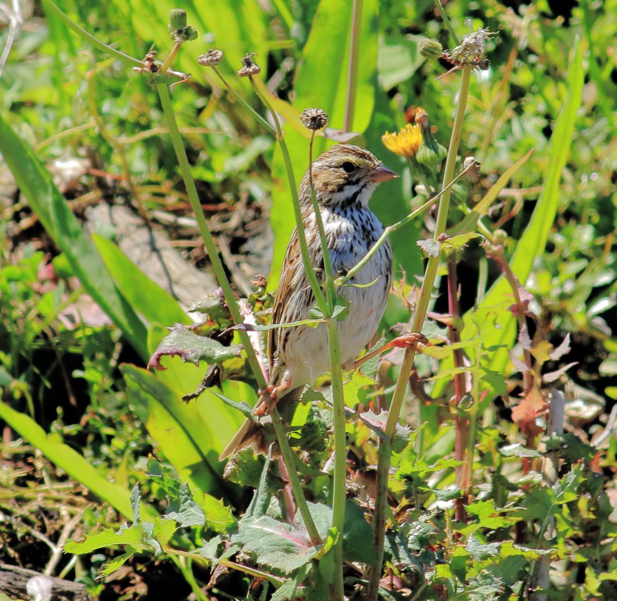 Savannah Sparrow - ML616488398