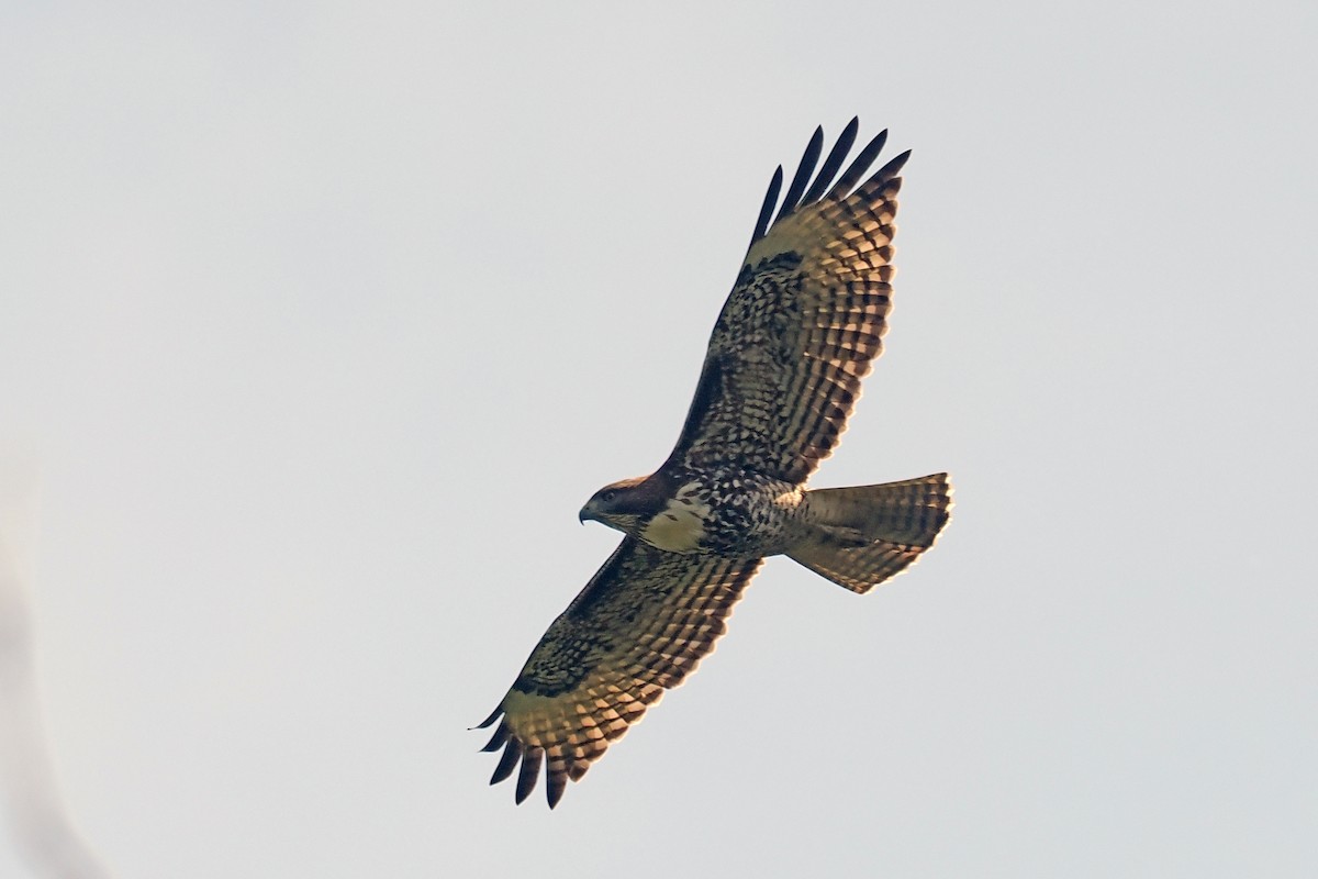 Red-tailed Hawk - ML616488404