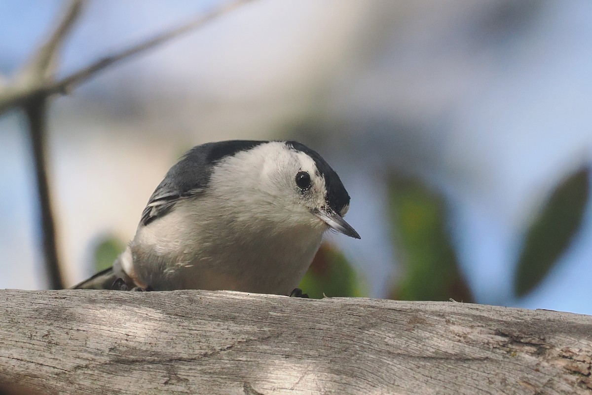 White-breasted Nuthatch - ML616488428