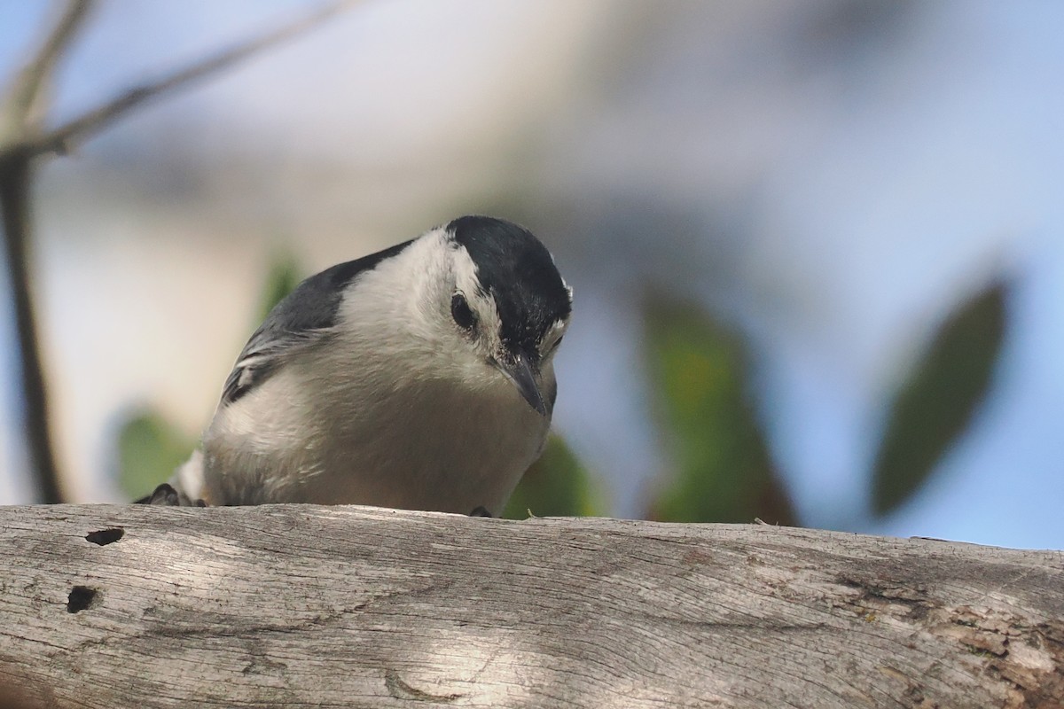 White-breasted Nuthatch - ML616488429