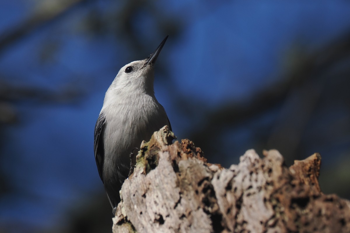 White-breasted Nuthatch - ML616488430