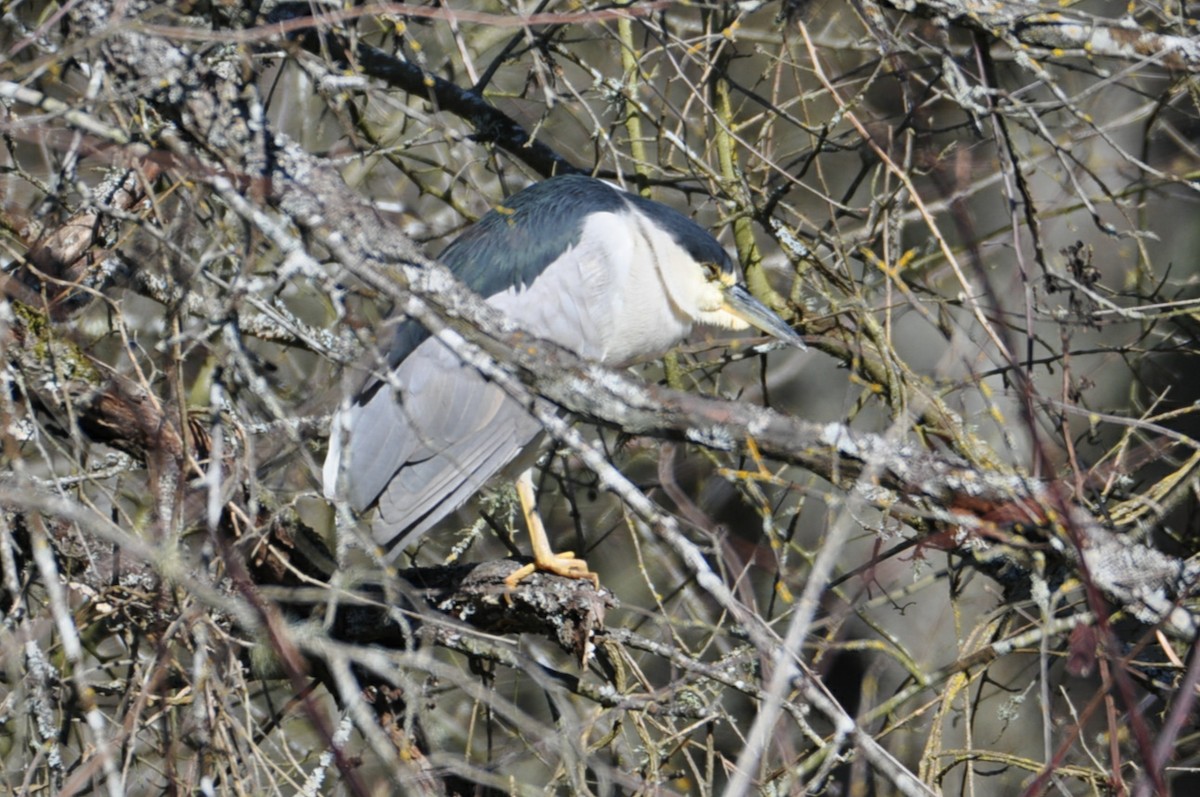 Black-crowned Night Heron - ML616488431