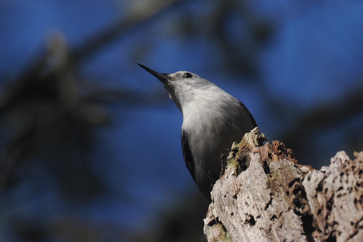 White-breasted Nuthatch - ML616488446
