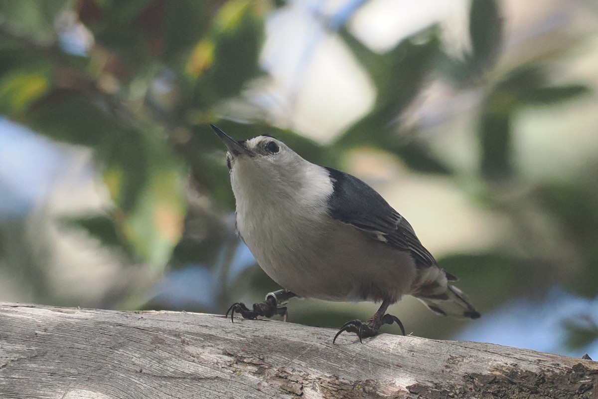 White-breasted Nuthatch - ML616488470