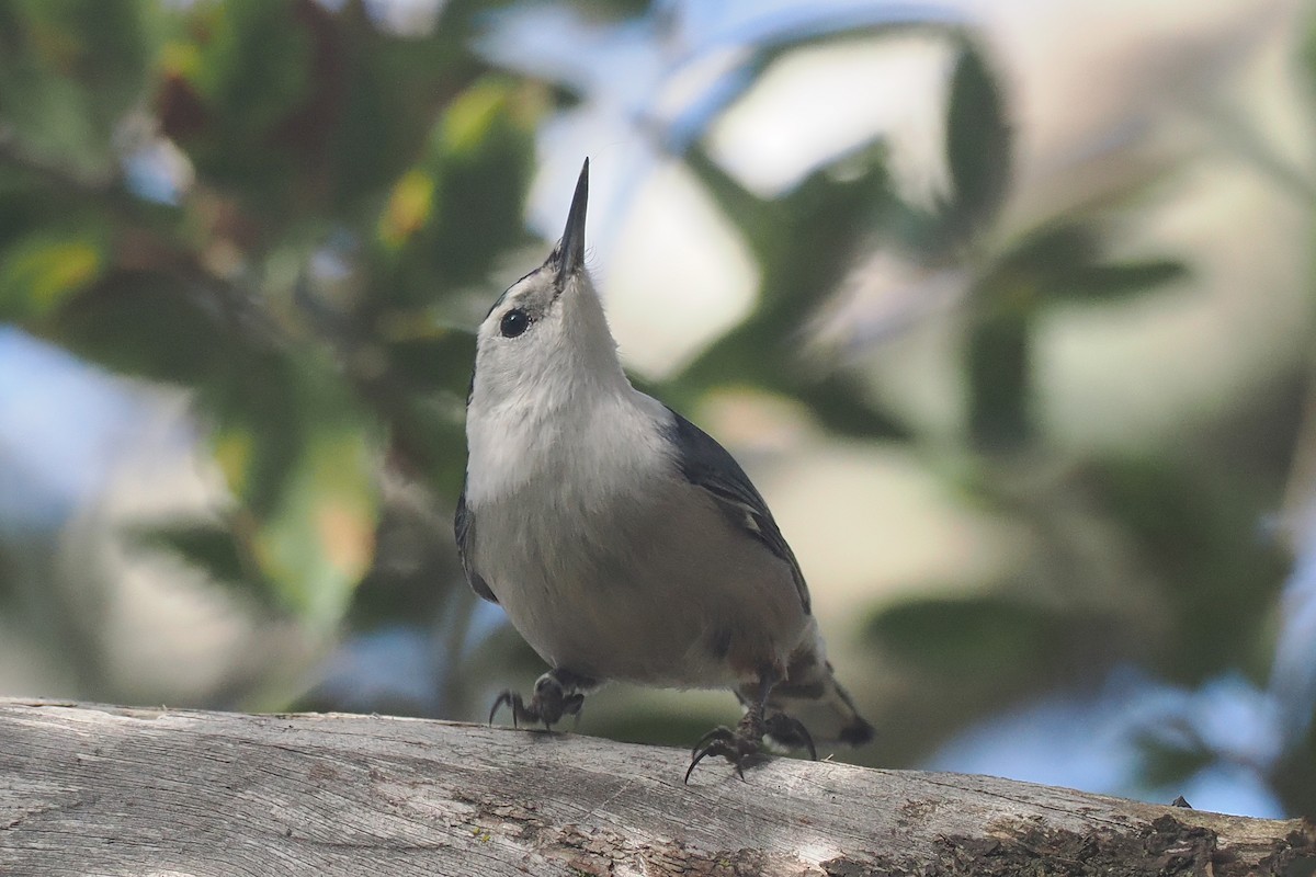 White-breasted Nuthatch - ML616488471