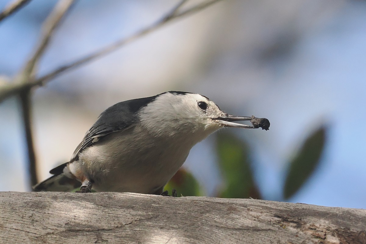 White-breasted Nuthatch - ML616488479