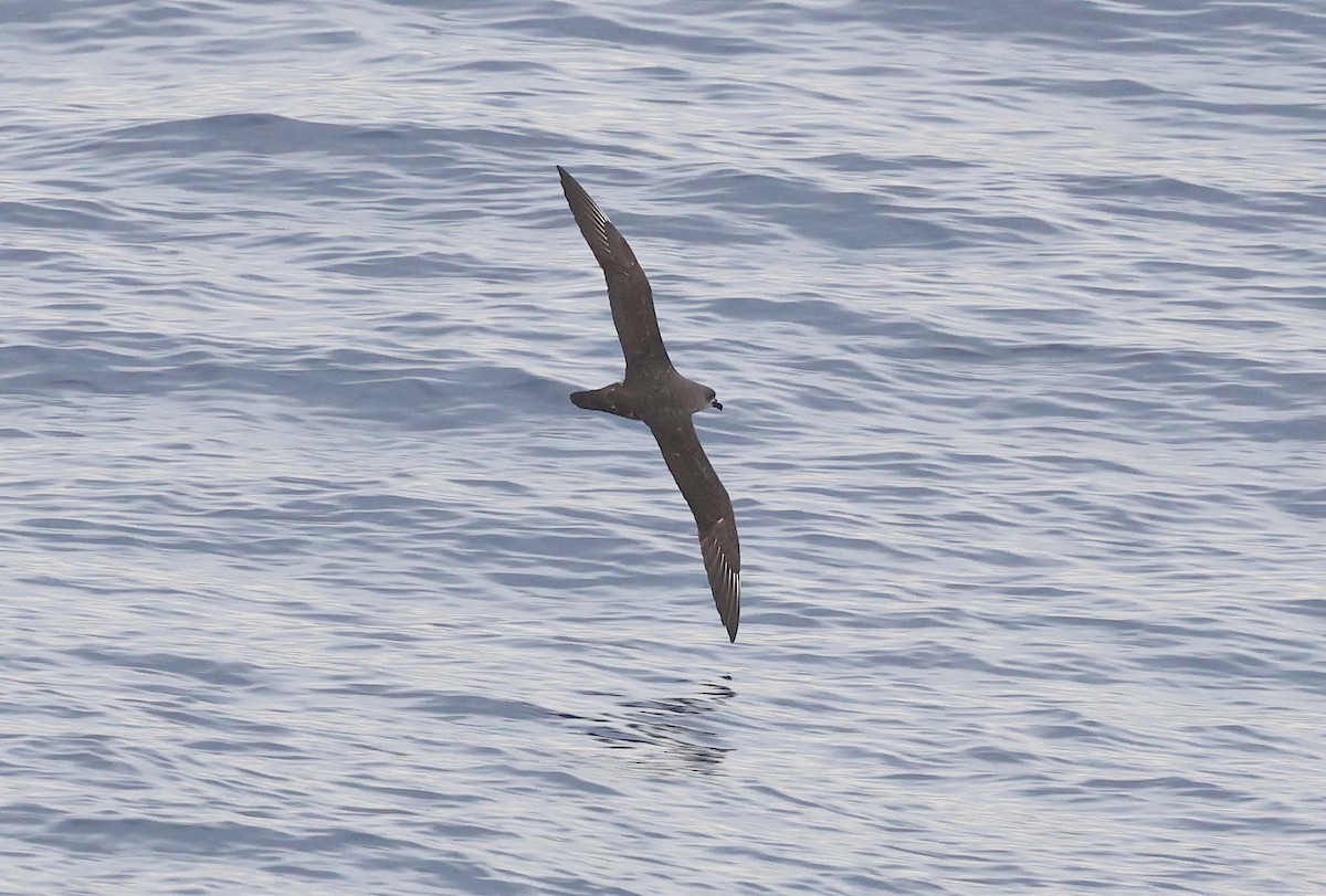 Kermadec Petrel - ML616488483