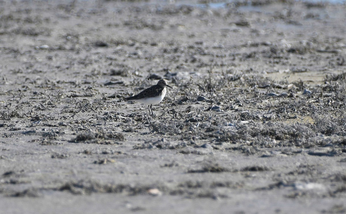 Baird's Sandpiper - ML616488634