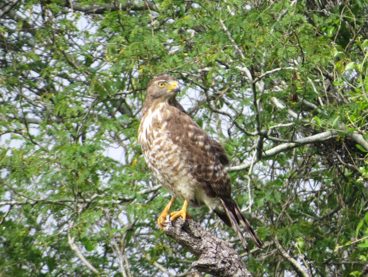 Roadside Hawk - ML616488693