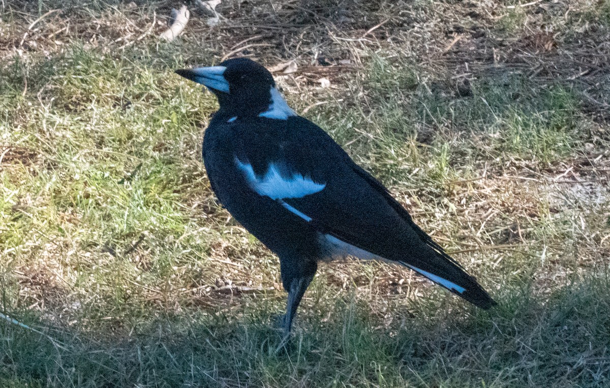 Australian Magpie - ML616488727