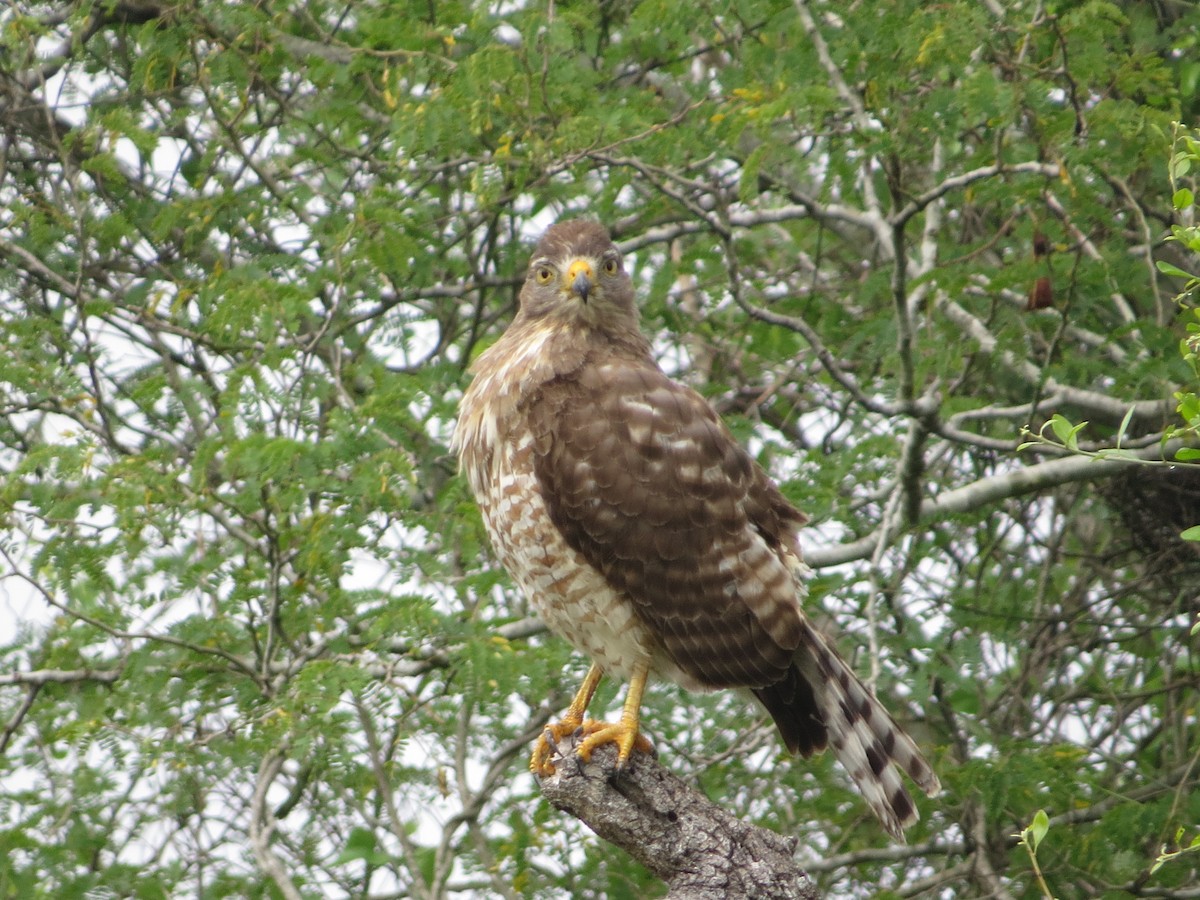 Roadside Hawk - ML616488747