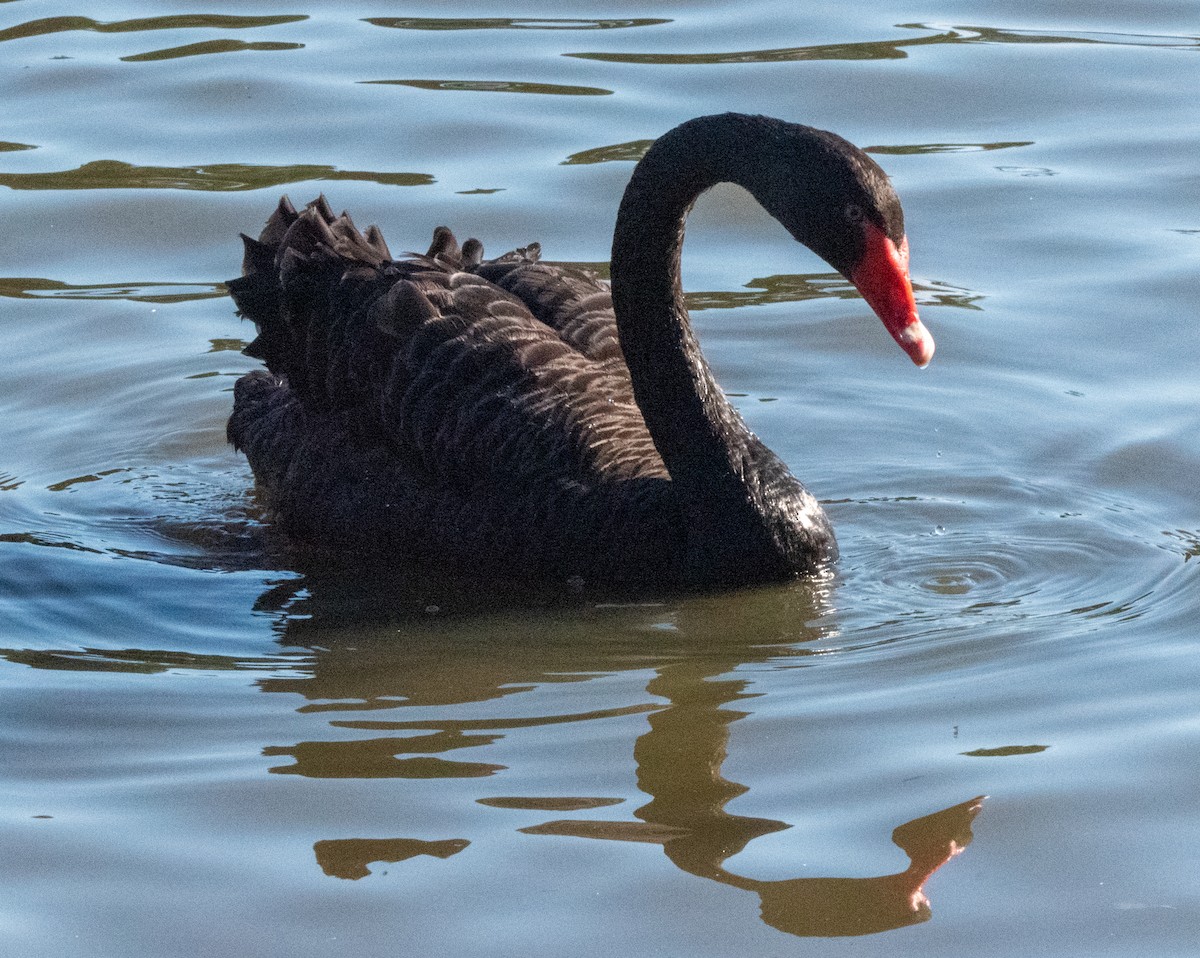 Black Swan - ML616488751