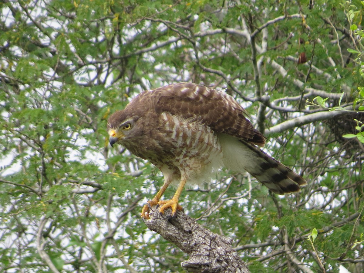 Roadside Hawk - ML616488882