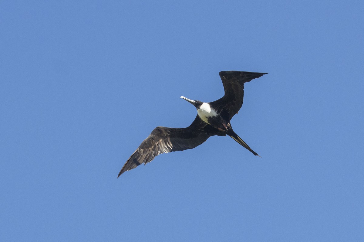 Magnificent Frigatebird - ML616488935
