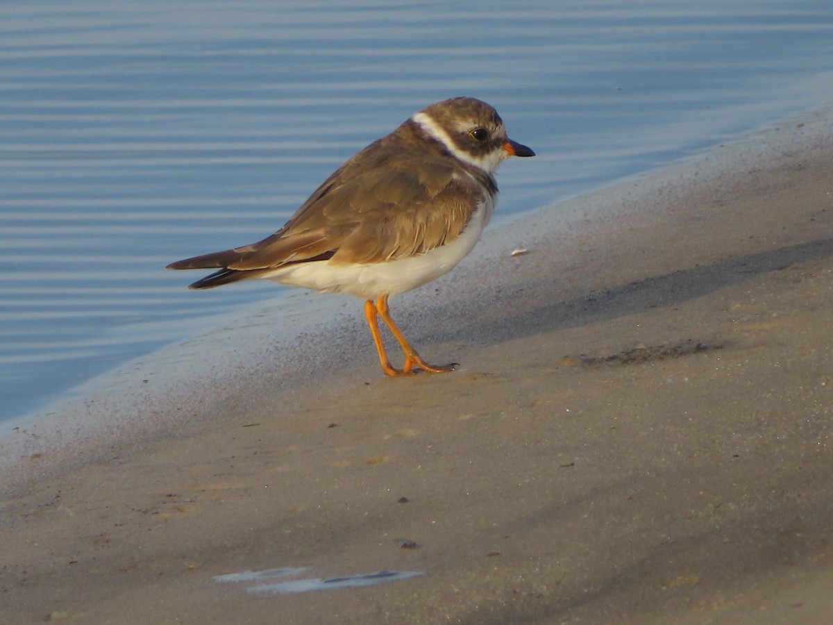 Semipalmated Plover - ML616488956