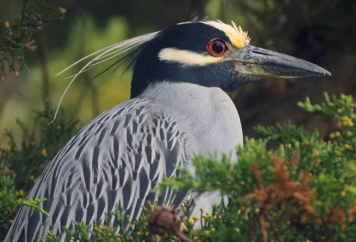 Yellow-crowned Night Heron - ML616488962