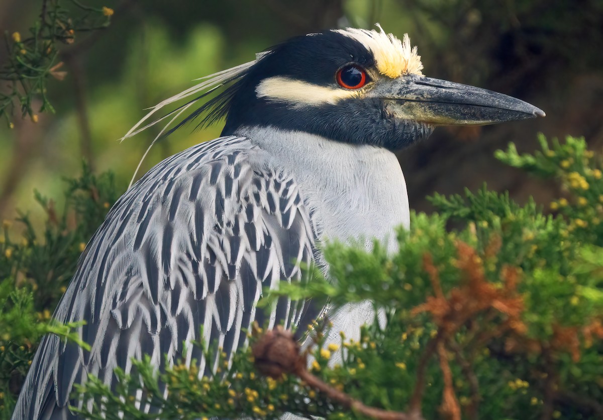 Yellow-crowned Night Heron - Mark Chappell