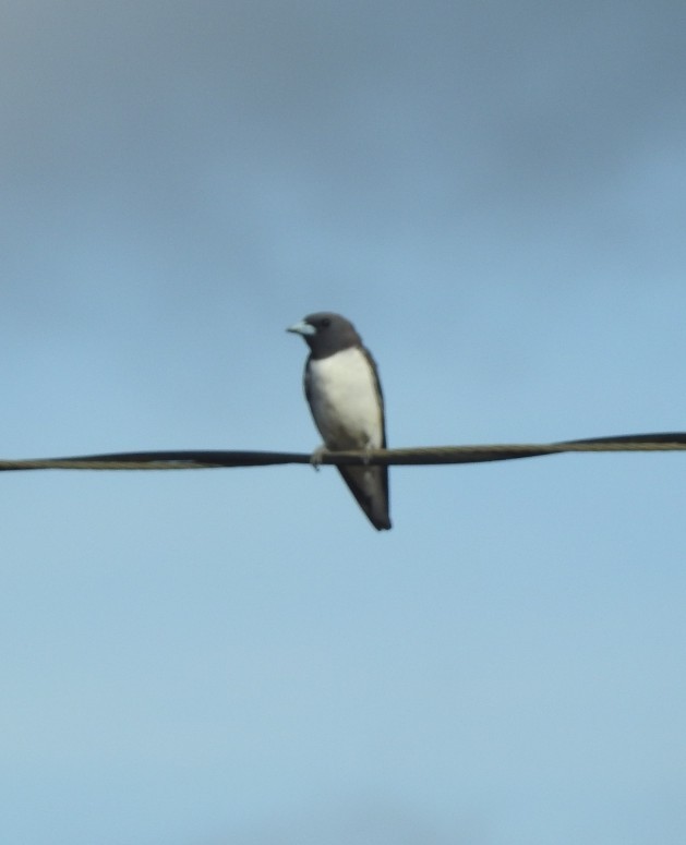 White-breasted Woodswallow - ML616488976