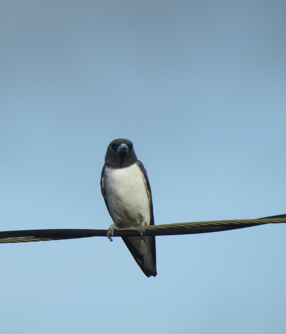 White-breasted Woodswallow - ML616488977