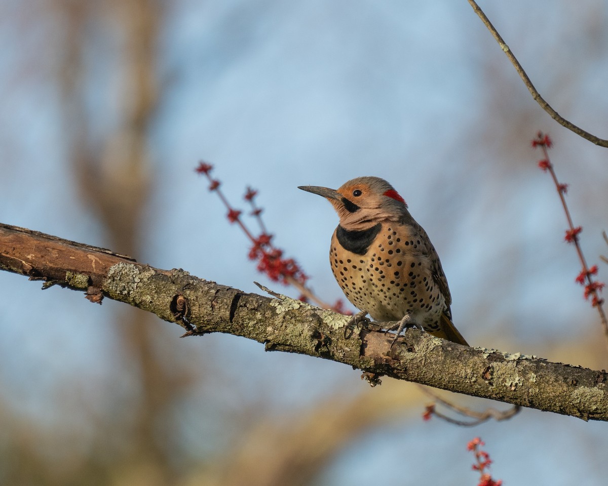 Northern Flicker - ML616488981