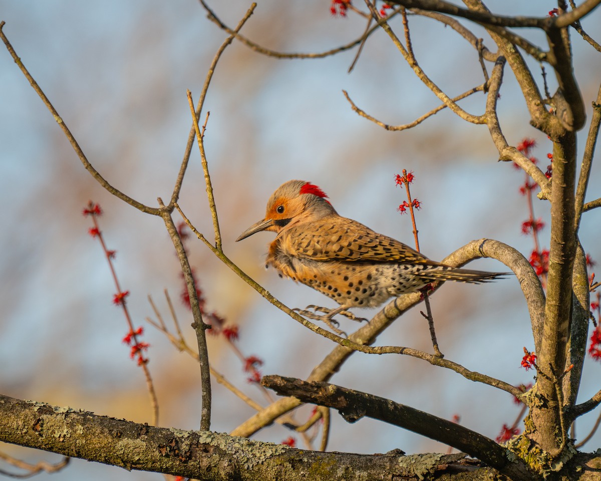 Northern Flicker - ML616488985