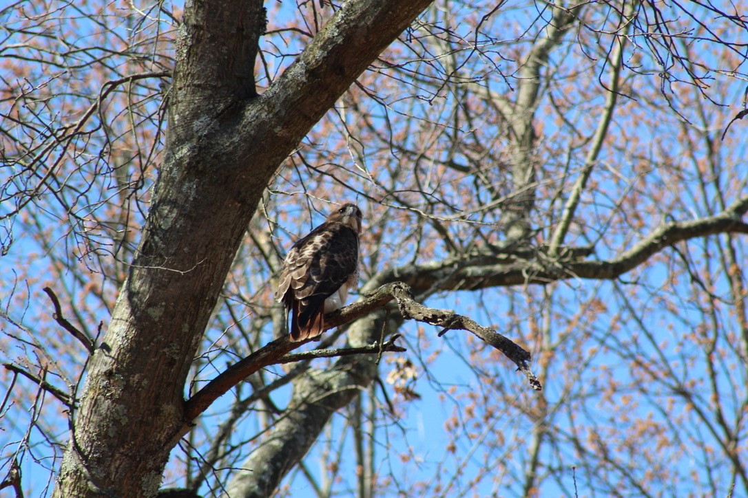 Red-tailed Hawk - ML616488994