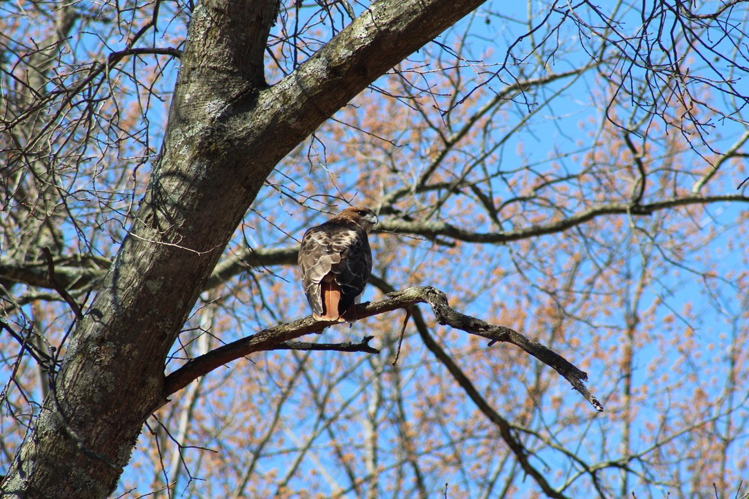 Red-tailed Hawk - ML616488997