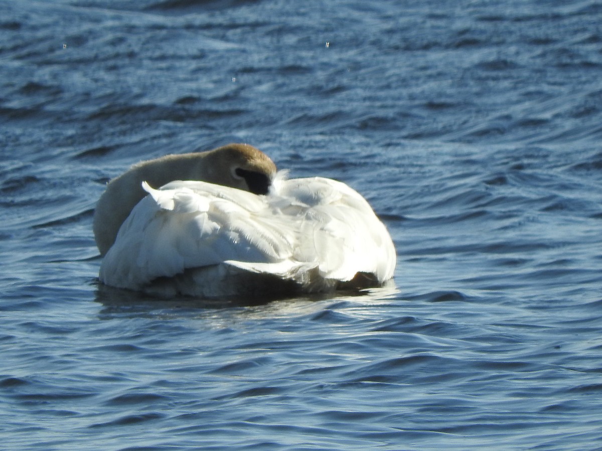 Trumpeter Swan - ML616489011