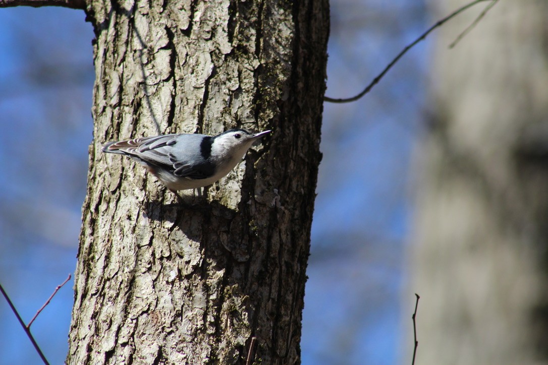 White-breasted Nuthatch - ML616489026